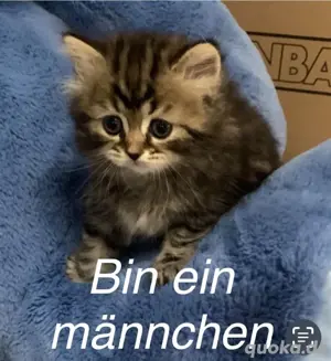 BKH-Mix Kitten abzugeben   geimpft, entwurmt & stubenrein Bild 4