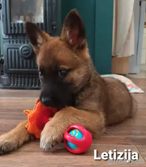 Welpenmädchen Letizija sucht aktive Menschen die viel Zeit für sie haben *noch in Kroatien*