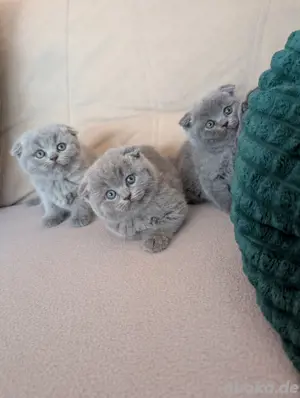 BKH Kitten 