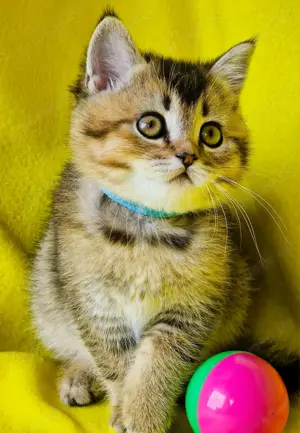 Bkh Kitten mit Stammbaum Abgabebereit 