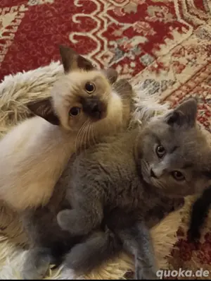 2 Weibchen BKH, Siam Kätzchen, Kittens