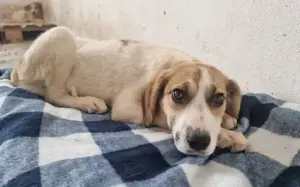 Hübsche Pai sucht liebevolles zu Hause	