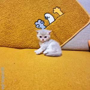 Reinrassige British Kurzhaar Katzenbabys suchen liebevolles Zuhause