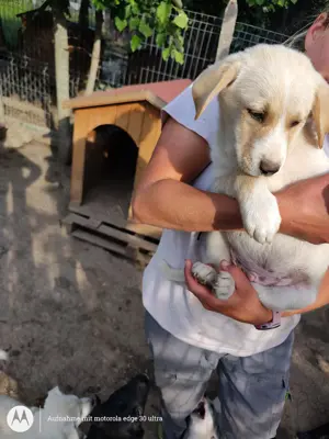 Hundewelpe aus Tierschutz abzugeben
