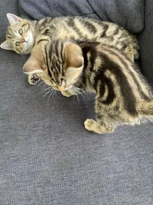 BKH Tabby Kitten