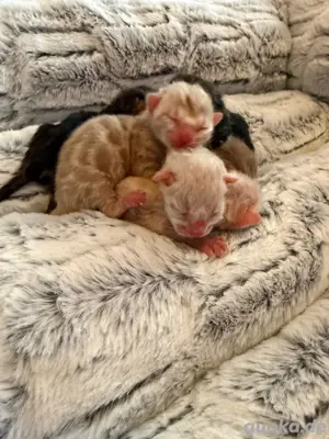 Bengalkitten 