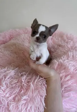 Chihuahua Hündin 