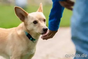 Frankie, ein sanfter Rentnerhund