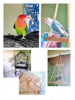 Rosenköpfchen-Paar mit Käfig & Zubehör sucht neues Zuhause