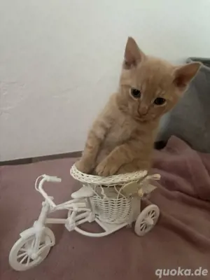 LaPerm Mix Kitten Brüder 