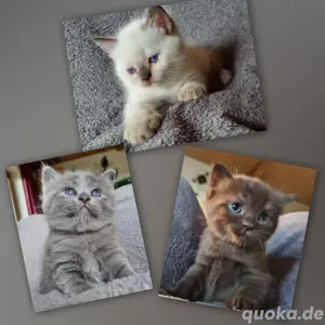 BKH Kitten, Chocolate, Point, Blue