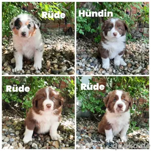 Australian Shepherd Welpen 
