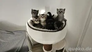 Süße kitten 