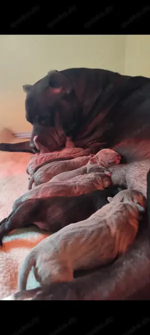 American Bully XL Welpen ABKC 