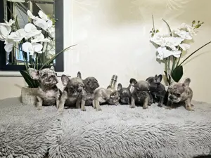 Sportliche Französische Bulldogge 
