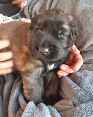 Leonberger Hybriden aus unserem Outcross- Projekt