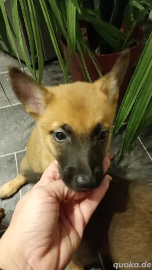 Malinois Welpen 