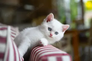 BKH Kitten in liebevolle Hände abzugeben