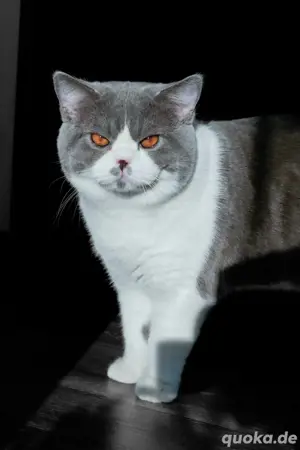 Deckkater BKH blue-white bicolor 