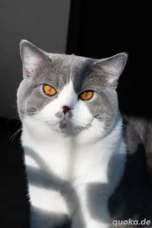 BKH Deckkater Blue -White