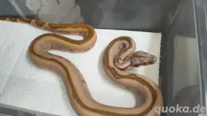 Boa con.imp Nachzuchten ( Hypo Jungle , Hog Island, etc