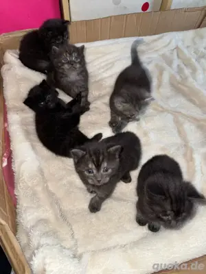 Wunderschöne Britisch-Langhaar-Mix Kitten   Reservierung möglich Bild 2