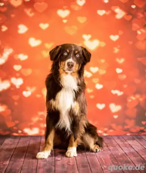 australian shepherd deckrüde