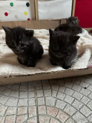 Wunderschöne Britisch-Langhaar-Mix Kitten   Reservierung möglich Bild 3