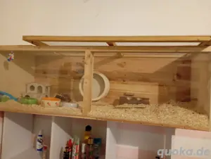 ich verkaufe den Käfig und den Hamster gibt es kostenlos dazu 