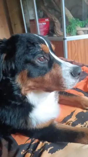 Reinrassiger Berner- Sennhund