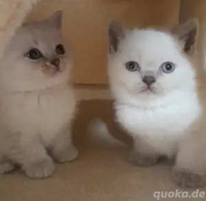 BKH Kitten Kätzchen reinrassig 