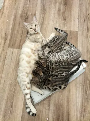 Bengalkitten Katzenbabys von den Fleckenzwergen snow silver braun 