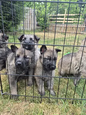 Reinrassige Deutsche Schäferhund-Welpen (DDR-Linie)   ab Ende Juni abzugeben Bild 3