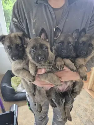 Reinrassige Deutsche Schäferhund-Welpen (DDR-Linie)   ab Ende Juni abzugeben Bild 1