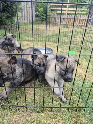 Reinrassige Deutsche Schäferhund-Welpen (DDR-Linie)   ab Ende Juni abzugeben Bild 2