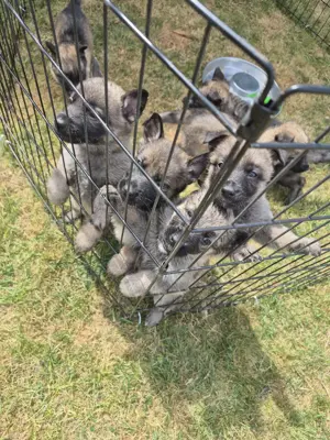 Reinrassige Deutsche Schäferhund-Welpen (DDR-Linie)   ab Ende Juni abzugeben Bild 4