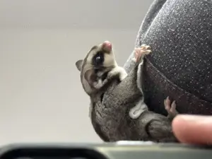 Sugar glider Weibchen