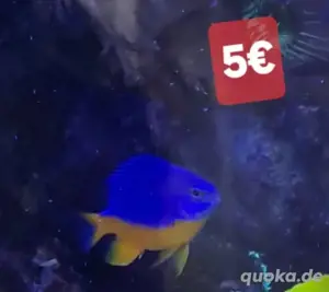 Meerwasser Fische
