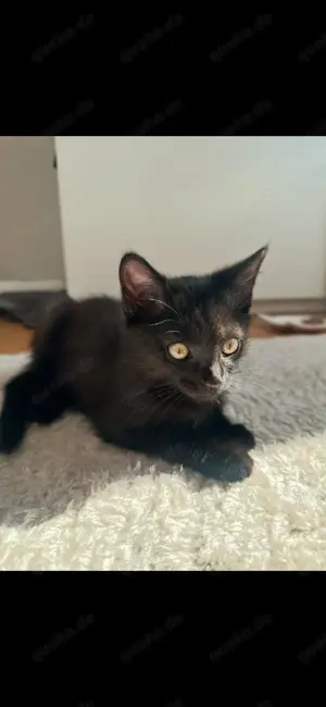 BKH  EKH Mischling Kater
