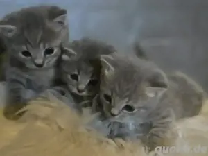 BKH Kitten