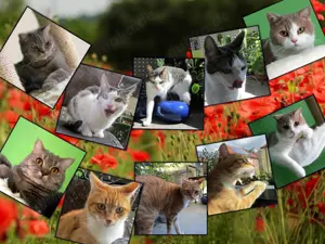 Katzenbetreuung Fürth