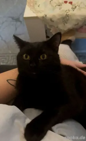 Kater Jung Vernünftig (Hades)