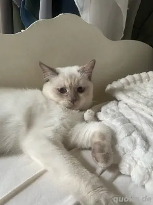 Liebevolle Katzendame sucht neues Zuhause 