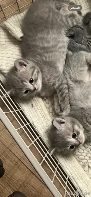 baby katze, Kurzhaar
