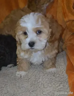 Süße Shih tzu Poo Toypudel Männlich. 