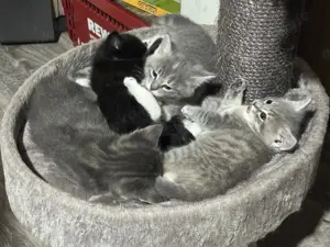 BKH-Maine Coon Kitten