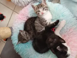 BKH Mix Kitten suchen ab Ende Juni ein neues Zuhause 