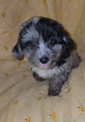 Mini australian shepherd Toypudel Mädchen. Süße 