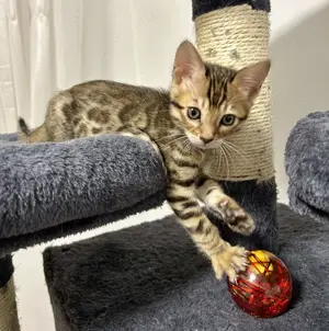 Bengal reinrassige Kitten Weibchen 