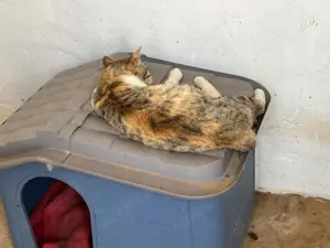 Verantwortungsvolle, zuverlässige und liebevolleTiersitterin  Bild 8